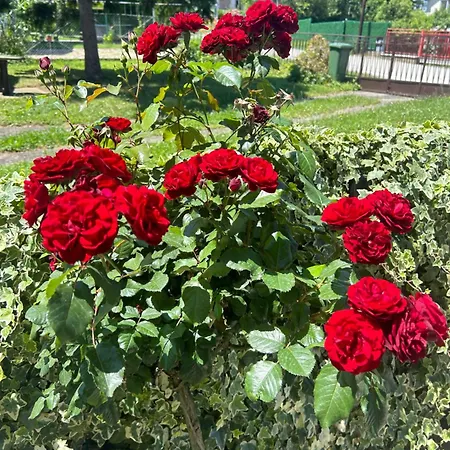 Dunja Διαμέρισμα Arandjelovac